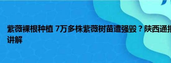 紫薇裸根种植 7万多株紫薇树苗遭强毁？陕西通报 基本情况讲解