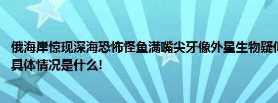 俄海岸惊现深海恐怖怪鱼满嘴尖牙像外星生物疑似罕见狼鳗 具体情况是什么!