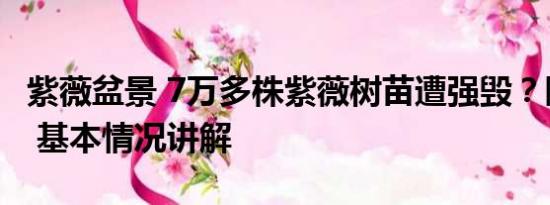 紫薇盆景 7万多株紫薇树苗遭强毁？陕西通报 基本情况讲解