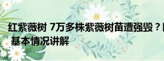 红紫薇树 7万多株紫薇树苗遭强毁？陕西通报 基本情况讲解