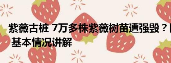 紫薇古桩 7万多株紫薇树苗遭强毁？陕西通报 基本情况讲解