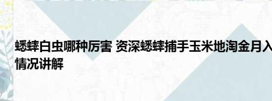 蟋蟀白虫哪种厉害 资深蟋蟀捕手玉米地淘金月入过万 基本情况讲解