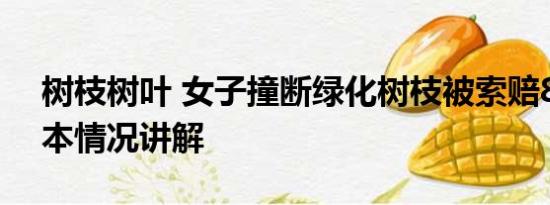 树枝树叶 女子撞断绿化树枝被索赔8000 基本情况讲解