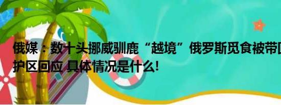 俄媒：数十头挪威驯鹿“越境”俄罗斯觅食被带回宰杀俄保护区回应 具体情况是什么!