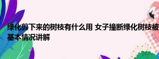 绿化剪下来的树枝有什么用 女子撞断绿化树枝被索赔8000 基本情况讲解