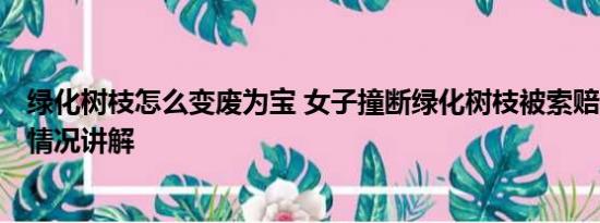 绿化树枝怎么变废为宝 女子撞断绿化树枝被索赔8000 基本情况讲解