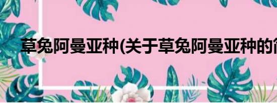 草兔阿曼亚种(关于草兔阿曼亚种的简介)