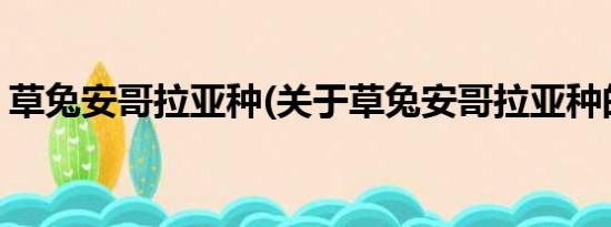 草兔安哥拉亚种(关于草兔安哥拉亚种的简介)