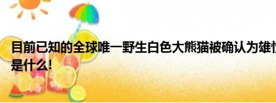 目前已知的全球唯一野生白色大熊猫被确认为雄性 具体情况是什么!