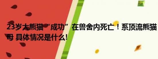 23岁大熊猫“成功”在兽舍内死亡！系顶流熊猫“花花”之母 具体情况是什么!