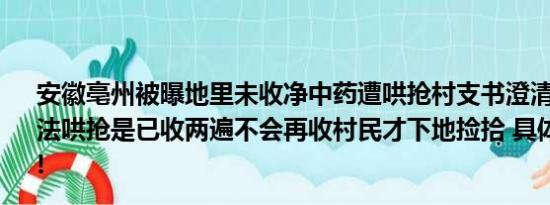 安徽亳州被曝地里未收净中药遭哄抢村支书澄清：不存在违法哄抢是已收两遍不会再收村民才下地捡拾 具体情况是什么!