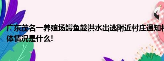 广东茂名一养殖场鳄鱼趁洪水出逃附近村庄通知村民防范 具体情况是什么!