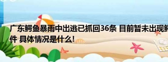 广东鳄鱼暴雨中出逃已抓回36条 目前暂未出现鳄鱼伤人事件 具体情况是什么!