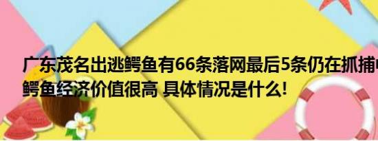 广东茂名出逃鳄鱼有66条落网最后5条仍在抓捕中养殖户：鳄鱼经济价值很高 具体情况是什么!