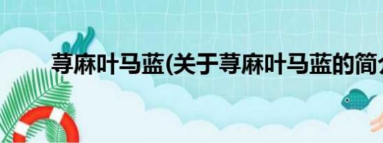 荨麻叶马蓝(关于荨麻叶马蓝的简介)