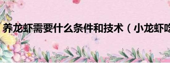 养龙虾需要什么条件和技术（小龙虾吃什么）