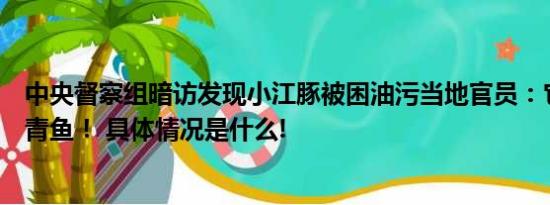 中央督察组暗访发现小江豚被困油污当地官员：它只是条大青鱼！ 具体情况是什么!