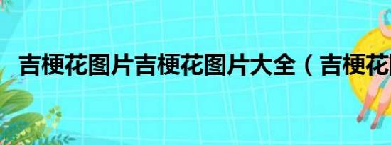 吉梗花图片吉梗花图片大全（吉梗花图片）