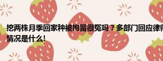 挖两株月季回家种被拘留很冤吗？多部门回应律师解读 具体情况是什么!