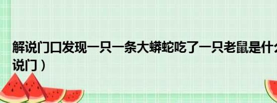 解说门口发现一只一条大蟒蛇吃了一只老鼠是什么意思（解说门）