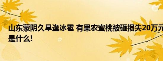 山东蒙阴久旱逢冰雹 有果农蜜桃被砸损失20万元 具体情况是什么!