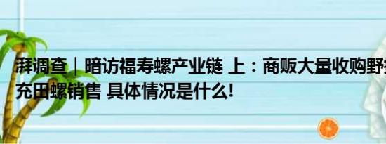 湃调查｜暗访福寿螺产业链 上：商贩大量收购野捕福寿螺冒充田螺销售 具体情况是什么!