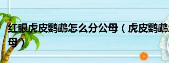 红眼虎皮鹦鹉怎么分公母（虎皮鹦鹉怎么分公母）