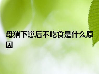 母猪下崽后不吃食是什么原因