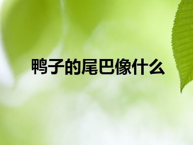 鸭子的尾巴像什么