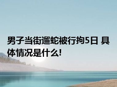 男子当街遛蛇被行拘5日 具体情况是什么!