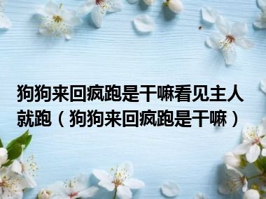 狗狗来回疯跑是干嘛看见主人就跑（狗狗来回疯跑是干嘛）