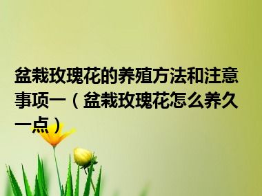 盆栽玫瑰花的养殖方法和注意事项一（盆栽玫瑰花怎么养久一点）