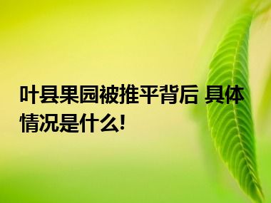 叶县果园被推平背后 具体情况是什么!