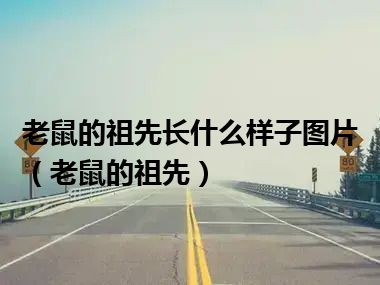 老鼠的祖先长什么样子图片（老鼠的祖先）