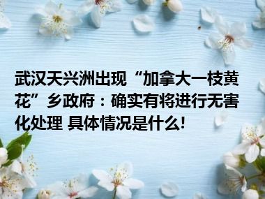 武汉天兴洲出现“加拿大一枝黄花”乡政府：确实有将进行无害化处理 具体情况是什么!