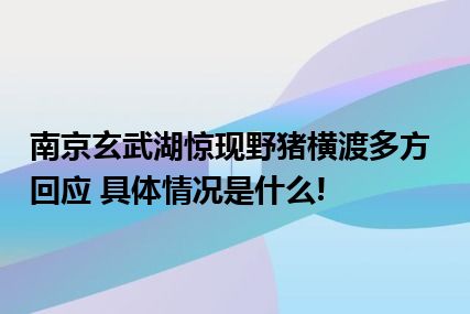 南京玄武湖惊现野猪横渡多方回应 具体情况是什么!